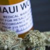 Maui Wowie Marijuana Strain